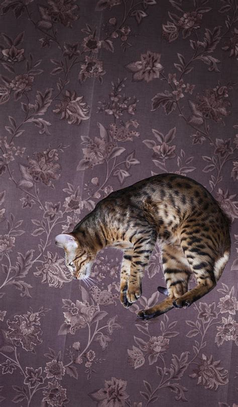 Bengal Cat Jumping Photograph By Alex Potemkin Fine Art America