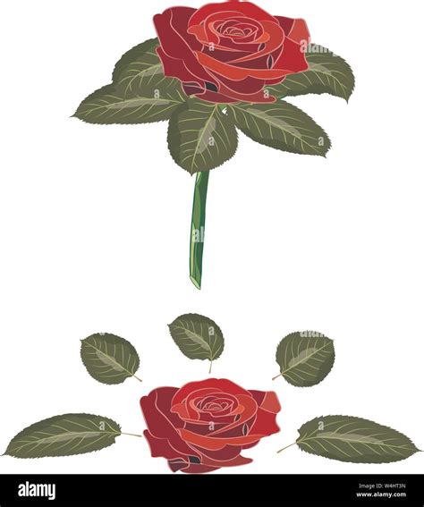 Flores Rosado Rojo Escarlata Y Yemas Hojas Verdes Con Tallo Aislado