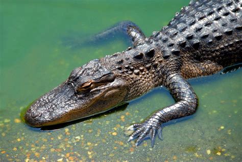 Facts About The Largest Alligator Ever Recorded Thatll Blow You Away