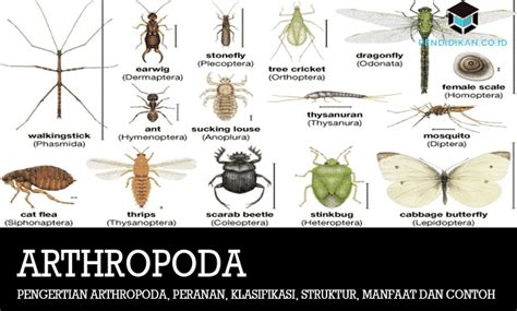 Pengertian Arthropoda Peranan Klasifikasi Struktur Contoh