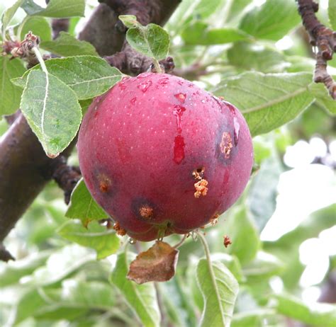 Backyard Bonzai Fruit Trees Yakima County Washington
