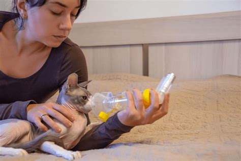 Feline Asthma And The Use Of Cat Inhalers Celestialpets