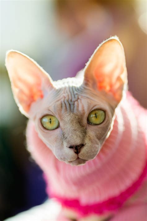 Someone Put Their Sphynx Cat In A Wig And Dress And Im Laughing So