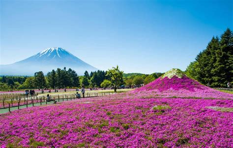 Spring Flower Garden Mount Fuji Lake Kawaguchi Wallpapers Wallpaper Cave