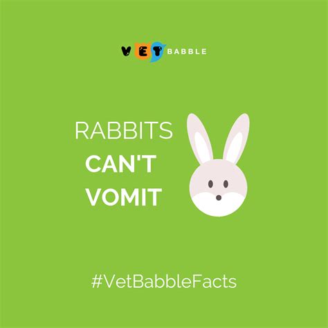 Rabbit Care Caring For Pet Rabbits Vetbabble Rabbit Care Pet
