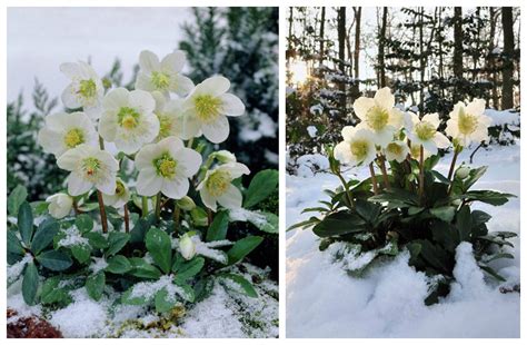 11 Winter Plants That Will Survive The Cold Weather