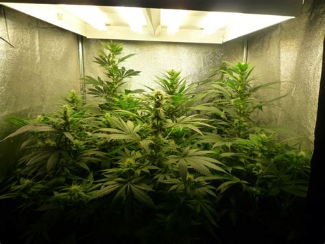 Cómo cultivar marihuana en interior La Huerta Blog