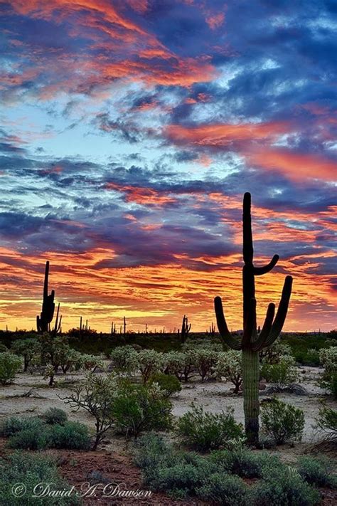 The Arizona Desert Beautiful Sunrise Beautiful Nature