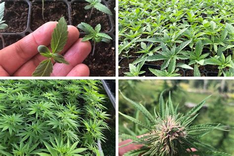 The 4 Stages Of The Hemp Growth Cycle Luce Farm Wellness