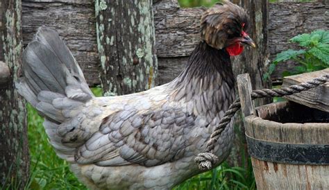 Four Ornamental Chicken Breeds For Your Backyard Hobby Farms