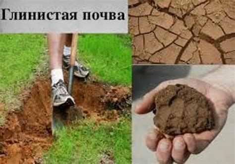 Супесчаная почва - это подходящий вариант грунта для выращивания овощей