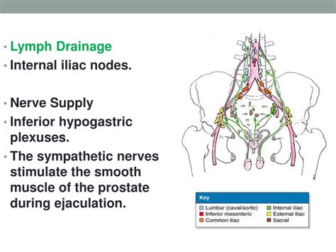 Ppt Prostate Seminal Vesicle And Ejaculatory Duct Powerpoint Presentation Id2243181