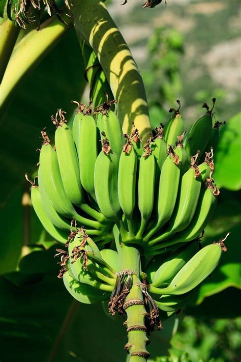 It's known that some trees in mexico are more than 400. BANANA Plants For Zones 8b-10 - Ask The Green Genie