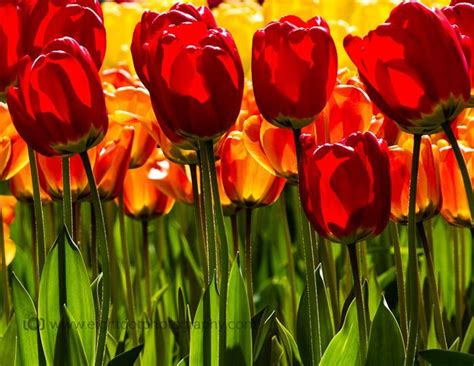 Turkey S National Flower The Tulip Is A Perennial Bulbous Plant With