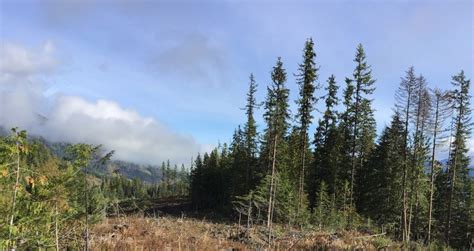 The British Columbia Forest Practices Board Official Site