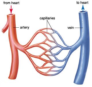 Blood vessel labeling (circulatory system) your heart never stops beating because it is pumping blood around your body day and night. # 44 The circulatory system - blood vessels | Biology Notes for A level