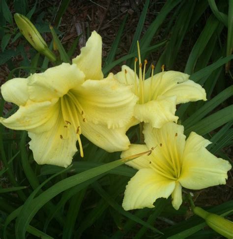 So Many Pretty Yellow Daylilies Blooming Daylilies Plants Bloom