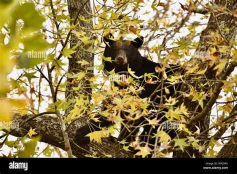 Wild American Black Bear Up In A Tree Peering Through Branches