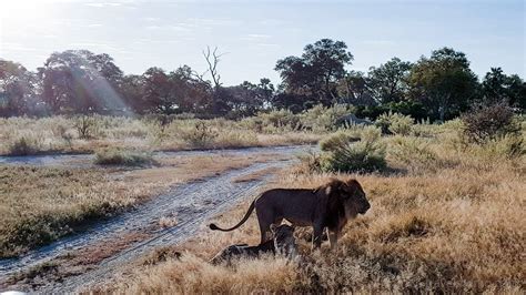 Moremi Game Reserve On Leopard Safari In The Okavango Delta