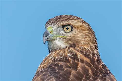 Juvenile Red Tailed Hawk Photograph By Morris Finkelstein