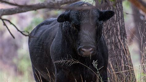 Feral Cows To Be Shot Dead From Helicopter In New Mexico