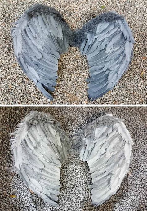 Grey Angel Wings Wall Art Off 68