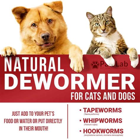 In addition to cat dewormers, cat vitamins are important for. PawLab Natural Dewormer for Dogs & Cats | The Best Natural ...