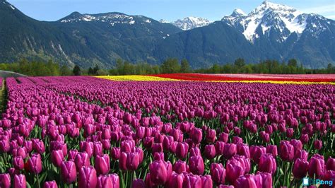 Hình Nền Hoa Tulip đẹp Lung Linh