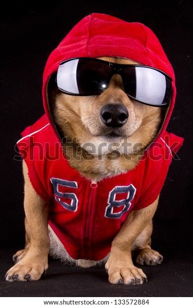 Gangsta Rapper Dog Stock Photo Edit Now 133572884