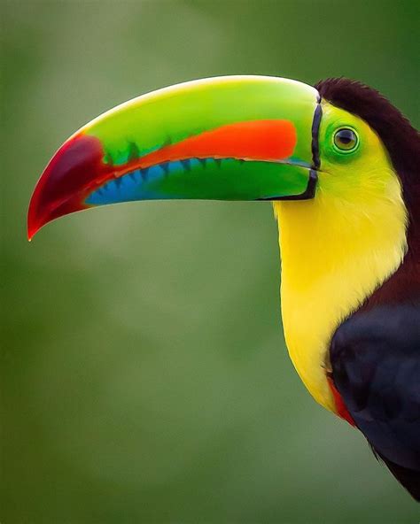 A Toucan Bird With A Colorful Beak