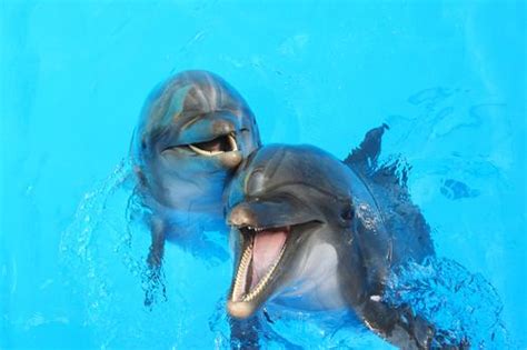 Us National Aquarium Considers Retiring Dolphins To One Of A Kind