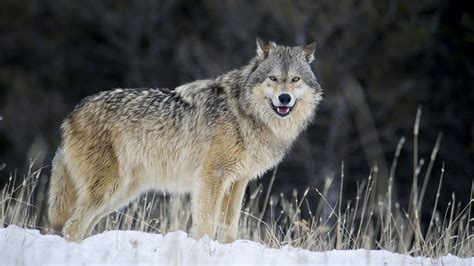 Gray Wolves Win In Historic Colorado Election The Verge