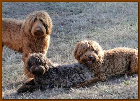 Answer the quiz then scroll down to view suitable australian cobberdog/australian labradoodle puppies for sale or join our waiting list for a future litter. Southern Charm Labradoodles - American and Australian ...