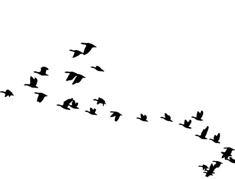 Flying Bird Background Png Transparent Background Free Download 41744