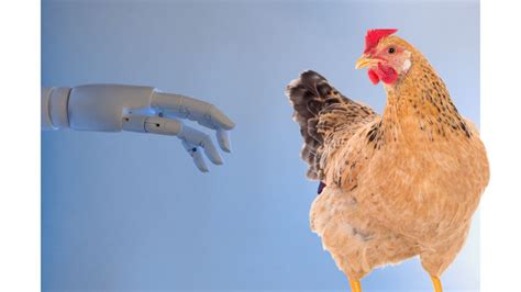 Ai Robots Poised To Transform Us Poultry Processing March 2024