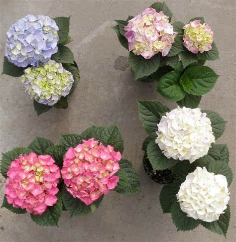 On the street of executive boulevard and street number is 1211. 6.0" Hydrangea - Assorted 2-Bloom White's Nursery ...