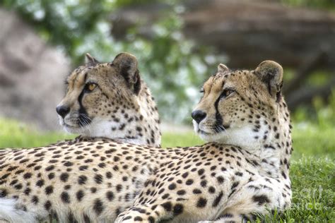 Two Cheetahs Photograph By Carolyn Fox Fine Art America
