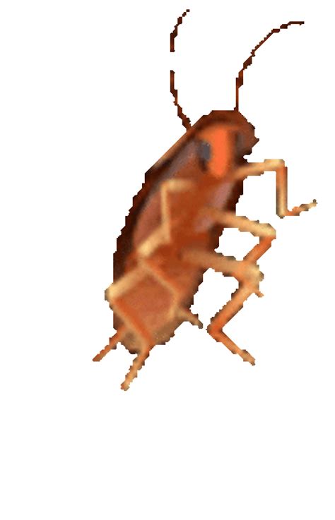 Dancing Roach Insect 
