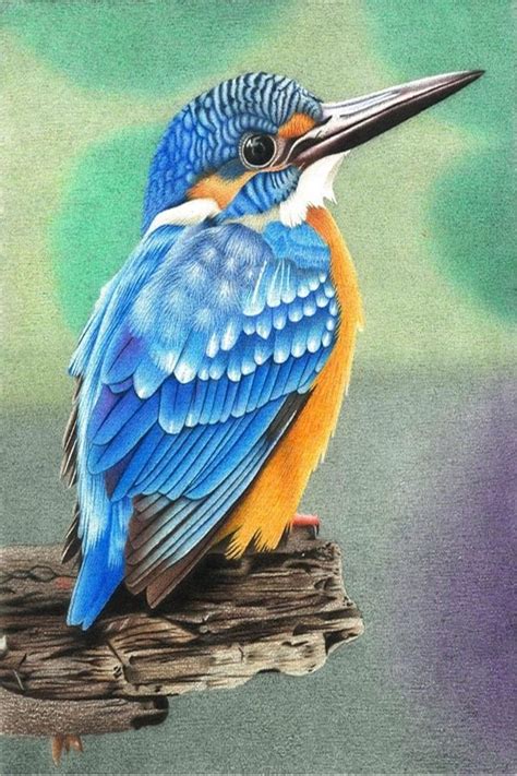40 Speaking Colored Pencil Drawings Bird Drawings Colorful Drawings