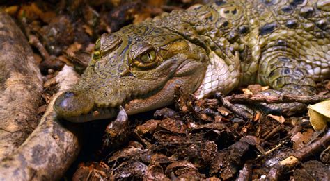 Crocodilo em vias de extinção morto a tiro após morder cuidadora do