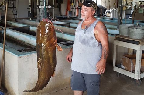 New State Record Flathead Catfish Caught In Florida Game And Fish