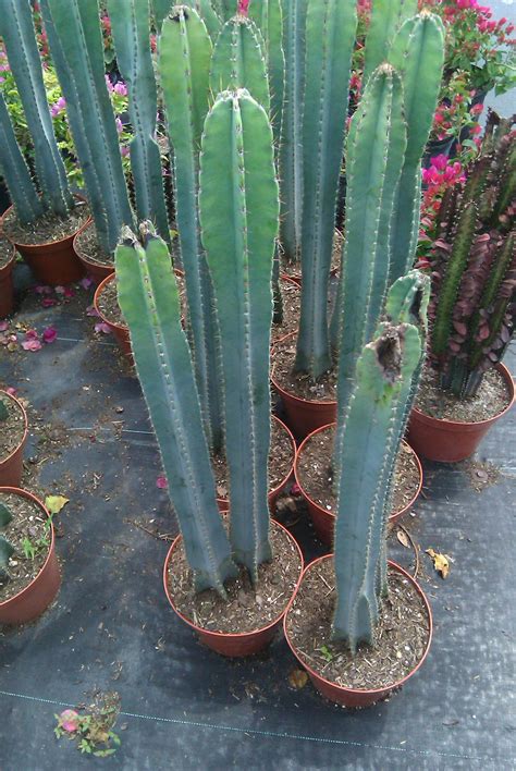 Just one 12x 4 cutting of san pedro will yield roughly one dose of mescaline. Mescaline Cacti? - The Psychedelic Experience - Shroomery ...