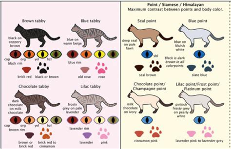 A scientific experiment has shown that if you keep. Cat Colors - Neatorama