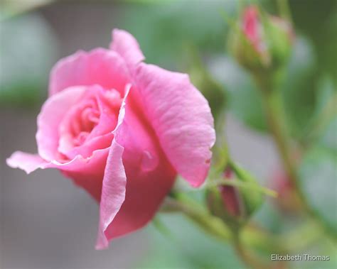 Pink Rose Bud Flower By Elizabeth Thomas Redbubble