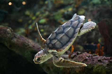 The Daily Cute Shellebrate World Turtle Day World Turtle Day