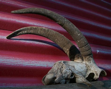Estate Sale Services 4097503688 Roland Dressler Goat Skull Horns