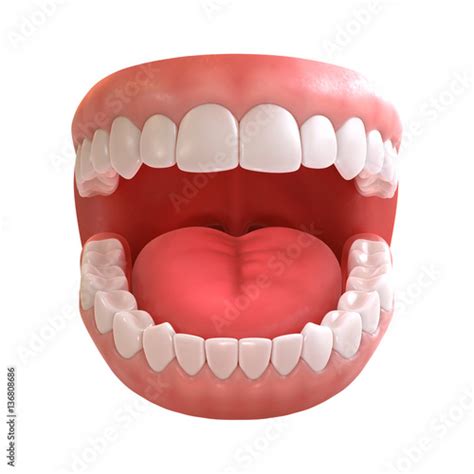 3d Rendering Of Human Teeth Open Mouth On White Background Buy This