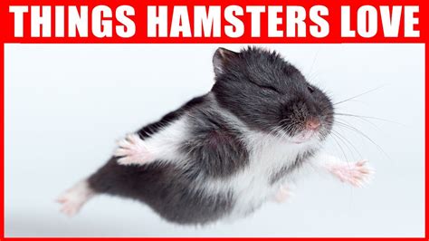 14 Things Hamsters Love The Most Youtube