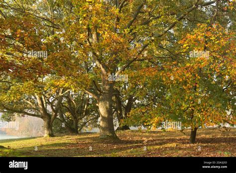 Common Beech Fagus Sylvatica Oak Qurcus Golden Yellow Leaves In