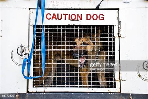 Police Dog Barking Photos And Premium High Res Pictures Getty Images